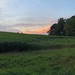 In the Corn Fields by the Lake