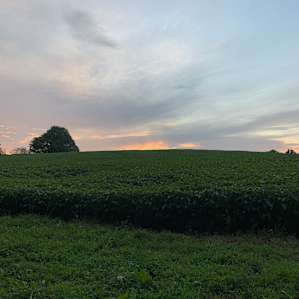 In the Corn Fields by the Lake