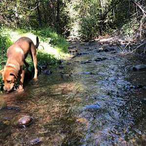 First Creek Camping