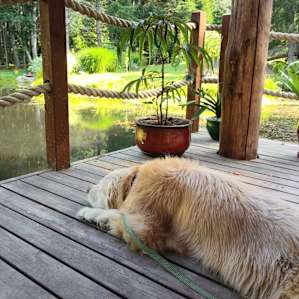 watching the pond while her people ate delicious eggs and fruit.