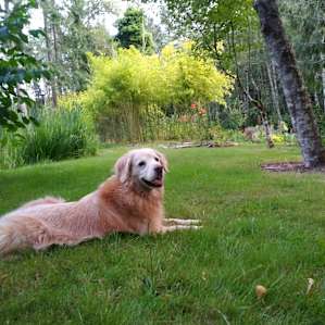 Stella enjoyed rolling in the nice grass by the pond