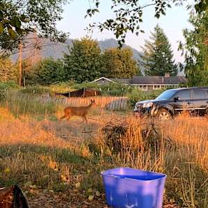 Saw several deer on the property
