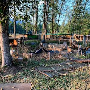 Bunny cages