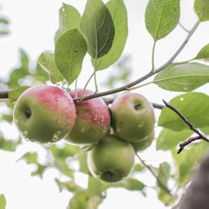 The orchard is so beautiful and every tree is loaded with fruit!