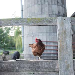 Farm Immersion Therapy