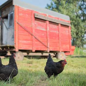 The hens have quite a fashionable hen house!