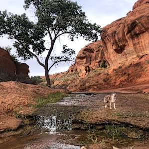 Narrow Canyon Orchards Campsite