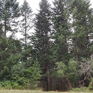 Forested camping under a canopy of tall trees.