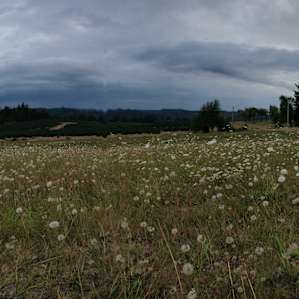 Wildflowers and mountains in the distance.