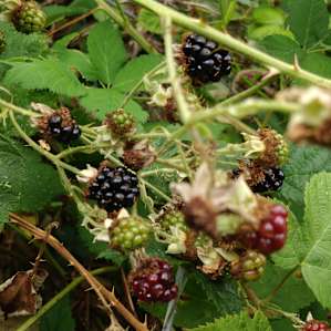 Wild blackberries growing throughout the woods.