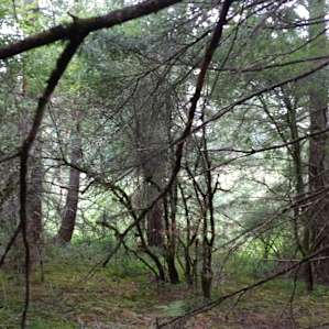 Plenty of forest to explore.