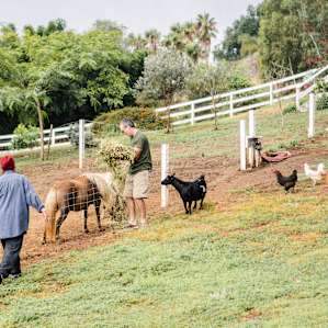 Take bets on which animal runs the fastest to Kim and Kiva when they see them holding food.
