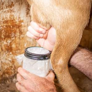 Goats get milked daily at the ranch and their milk is incredibly fresh, sweet, and delicious. Definitely order a goat milk latte when you try their breakfast!