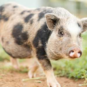 Sherbet the mini pig is spunky and downright adorable! Sometimes he will roll over for a tummy rub!