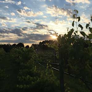 Flying "L" Vineyard