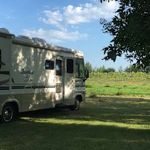Flying "L" Vineyard