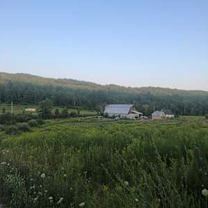 Forested Tent Sites