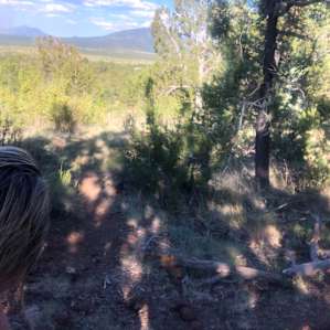 Grand Canyon Glamping Eco-Yurt #1