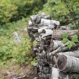There was plenty of firewood available