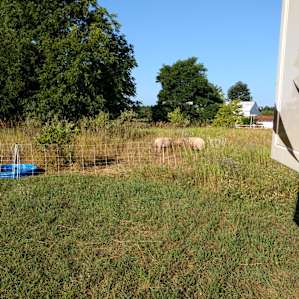 Northern Michigan Farm Camp