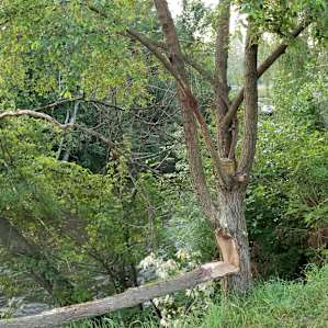 the panorama