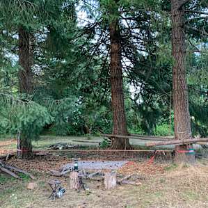 Beautiful large trees all around the property