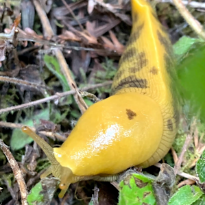 One of the only slugs I saw at camp!