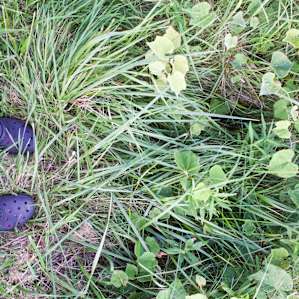 High grass and plants made us not want to step onto the property.
