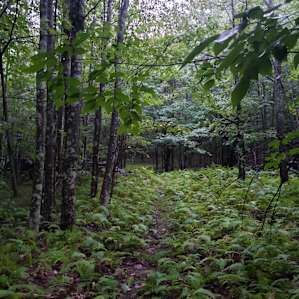 Woodland Dwelyng at Steady Slope