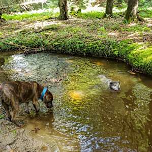 Dogs loved the creek as much as we did