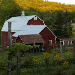 A view of the barn through the grapevines.