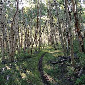 Trail Heading up Stewart Creek, to Arc Dome
