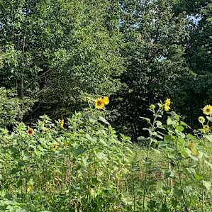 Dragonfly Meadow Farm