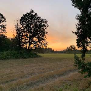 Summer bliss on a farm.