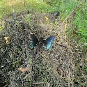 Hemp Camp