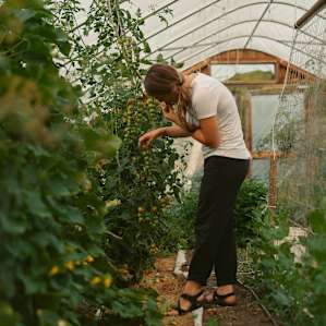 Picking perfectly ripe tomatoes right from the vine!