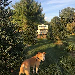 Miller’s Christmas Trees Farm