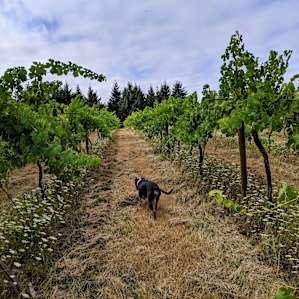 morning hike through the vineyard