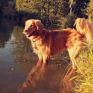 Songdog Meadows