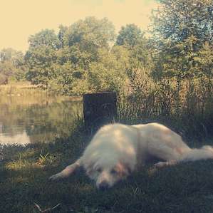Songdog Meadows