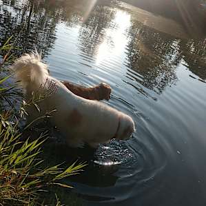 Songdog Meadows