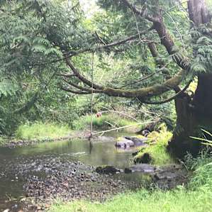 Cabin Site 1