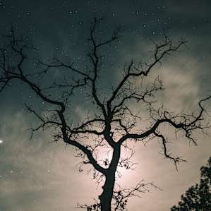Cool trees near the parking lot, lit by moonlight.