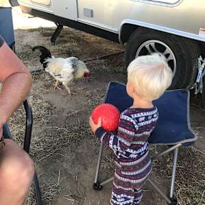 RV50amp/Udder Joy and Milkiness