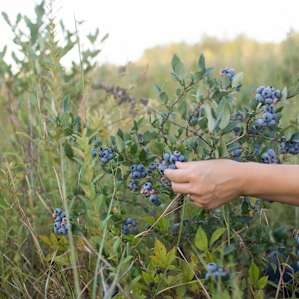 So many berries to enjoy!