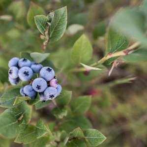 Huerta Blueberry Farms
