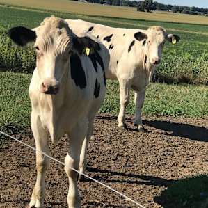 Cows!!!
