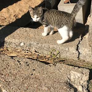 Kittens!!