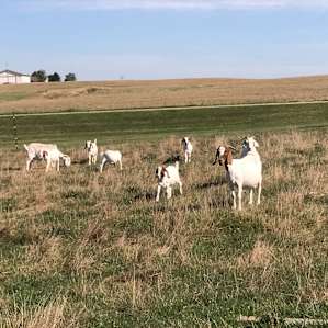 Goats in one of the fields and beautiful farm scenery!