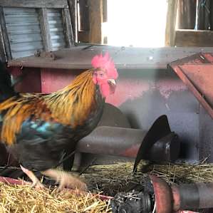 Stone Cottage Farm